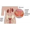 Хронический простатит 